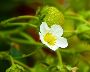 Preview wallpaper strawberry, plant, flower, berries, macro