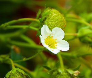 Preview wallpaper strawberry, plant, flower, berries, macro