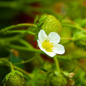 Preview wallpaper strawberry, plant, flower, berries, macro