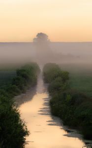 Preview wallpaper stream, bushes, tree, fog
