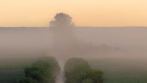 Preview wallpaper stream, bushes, tree, fog