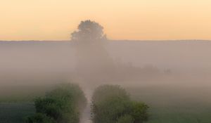 Preview wallpaper stream, bushes, tree, fog