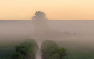 Preview wallpaper stream, bushes, tree, fog