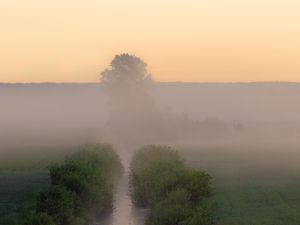 Preview wallpaper stream, bushes, tree, fog