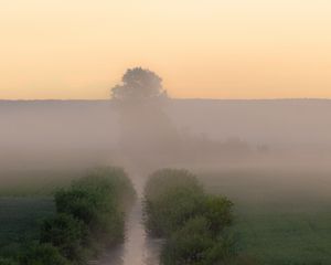 Preview wallpaper stream, bushes, tree, fog