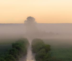 Preview wallpaper stream, bushes, tree, fog