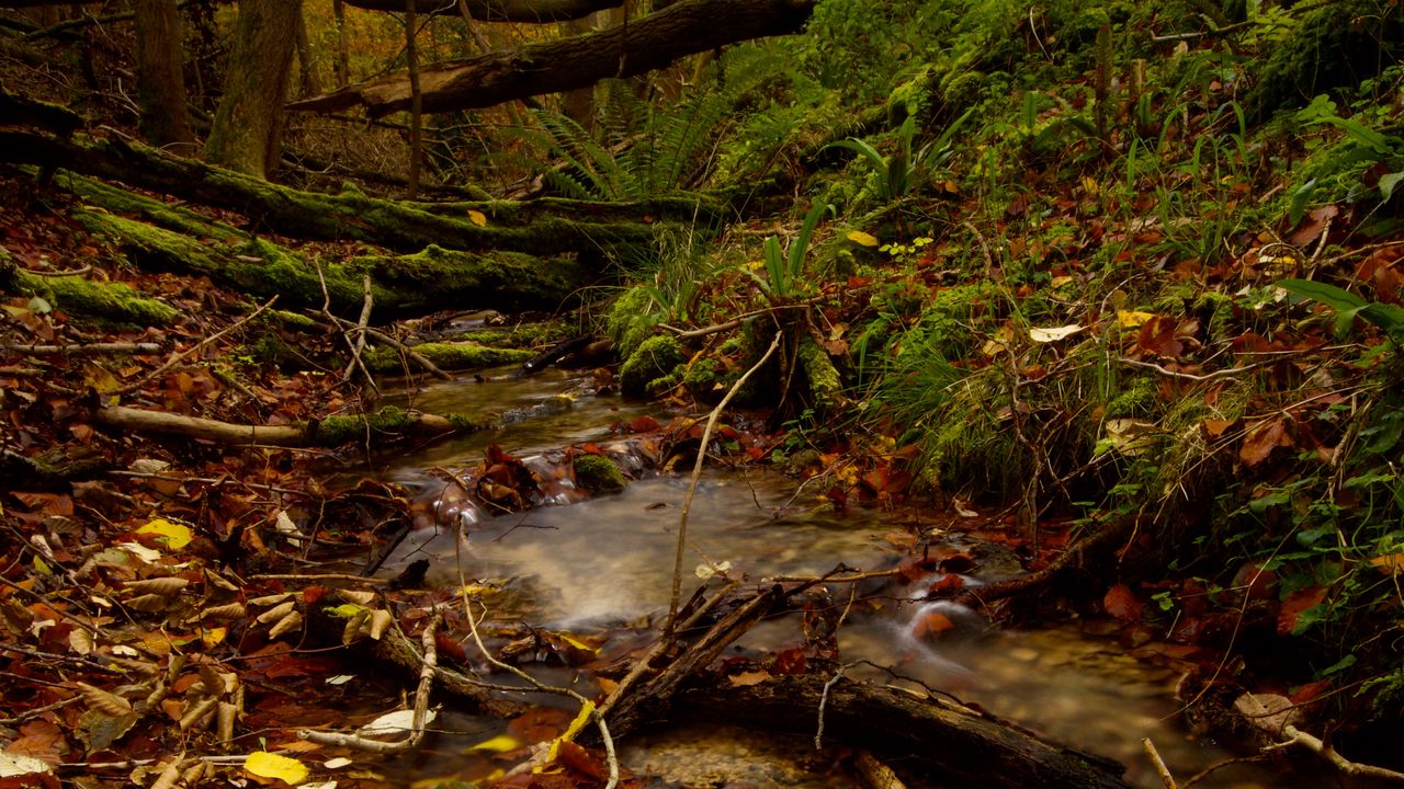 Wallpaper stream, forest, autumn, fallen leaves, nature