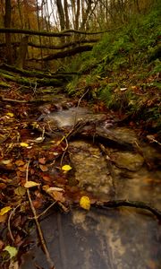 Preview wallpaper stream, forest, autumn, fallen leaves, nature