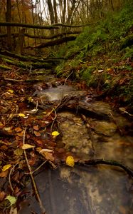 Preview wallpaper stream, forest, autumn, fallen leaves, nature