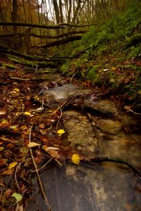 Preview wallpaper stream, forest, autumn, fallen leaves, nature