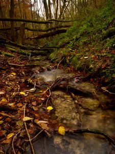 Preview wallpaper stream, forest, autumn, fallen leaves, nature