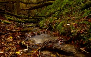 Preview wallpaper stream, forest, autumn, fallen leaves, nature