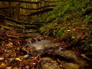 Preview wallpaper stream, forest, autumn, fallen leaves, nature