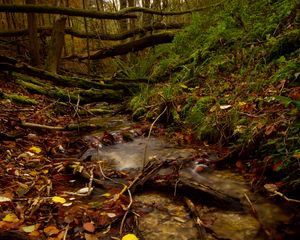 Preview wallpaper stream, forest, autumn, fallen leaves, nature