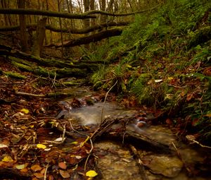 Preview wallpaper stream, forest, autumn, fallen leaves, nature