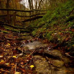 Preview wallpaper stream, forest, autumn, fallen leaves, nature
