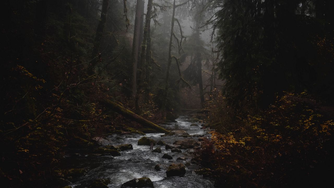 Wallpaper stream, forest, fog, nature, mist