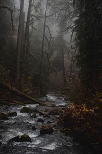 Preview wallpaper stream, forest, fog, nature, mist