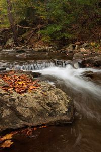 Preview wallpaper stream, forest, stones, autumn, landscape