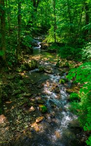 Preview wallpaper stream, forest, stones, trees, nature
