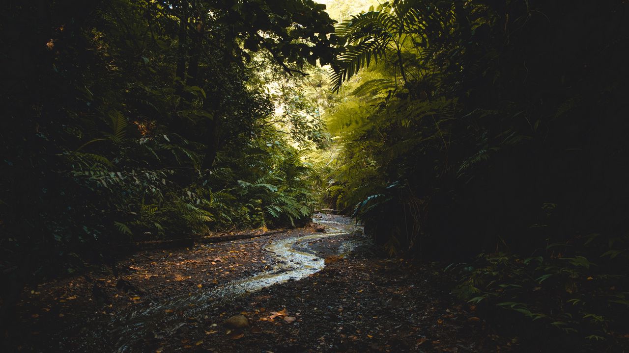 Wallpaper stream, forest, trees, current