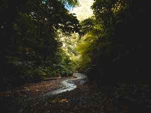 Preview wallpaper stream, forest, trees, current