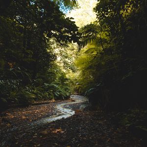 Preview wallpaper stream, forest, trees, current