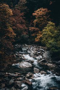 Preview wallpaper stream, forest, trees, stones, water