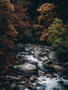 Preview wallpaper stream, forest, trees, stones, water