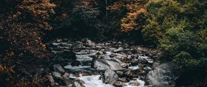 Preview wallpaper stream, forest, trees, stones, water