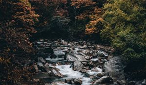 Preview wallpaper stream, forest, trees, stones, water