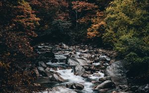 Preview wallpaper stream, forest, trees, stones, water