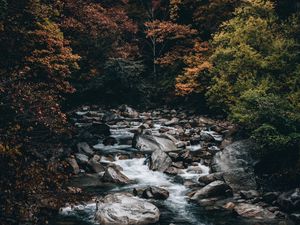 Preview wallpaper stream, forest, trees, stones, water