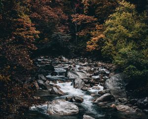 Preview wallpaper stream, forest, trees, stones, water