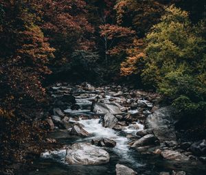 Preview wallpaper stream, forest, trees, stones, water