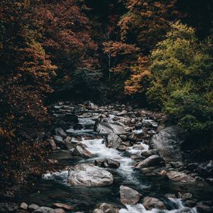 Preview wallpaper stream, forest, trees, stones, water