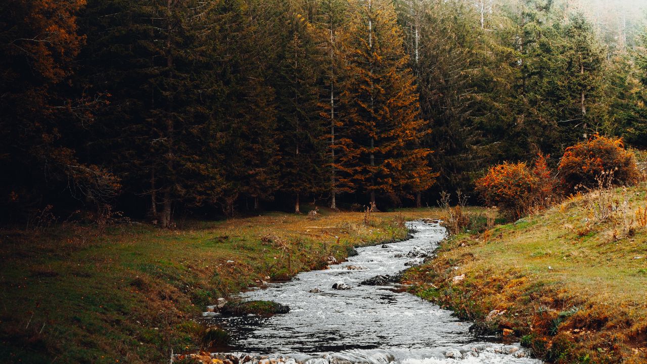 Wallpaper stream, forest, trees, autumn, landscape