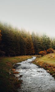 Preview wallpaper stream, forest, trees, autumn, landscape