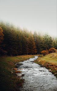 Preview wallpaper stream, forest, trees, autumn, landscape