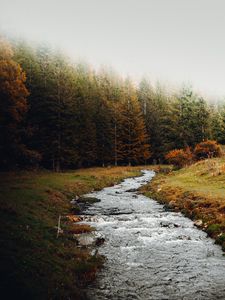 Preview wallpaper stream, forest, trees, autumn, landscape