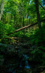 Preview wallpaper stream, forest, trees, bushes, stones