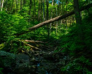 Preview wallpaper stream, forest, trees, bushes, stones