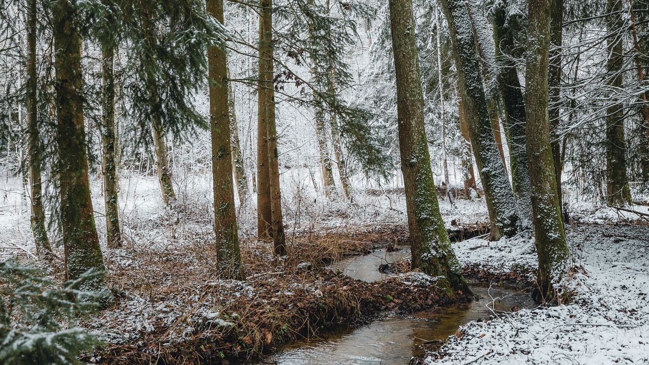 Wallpaper stream, forest, trees, pines, snow, winter