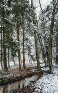 Preview wallpaper stream, forest, trees, pines, snow, winter