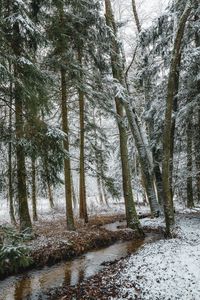 Preview wallpaper stream, forest, trees, pines, snow, winter