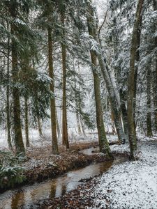 Preview wallpaper stream, forest, trees, pines, snow, winter
