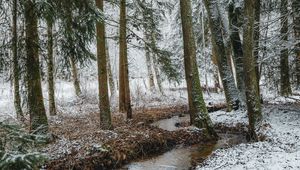 Preview wallpaper stream, forest, trees, pines, snow, winter