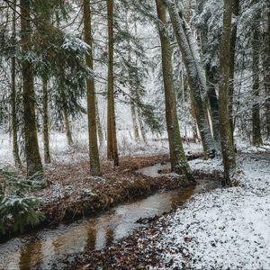 Preview wallpaper stream, forest, trees, pines, snow, winter