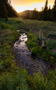 Preview wallpaper stream, grass, field, trees, sunset, nature