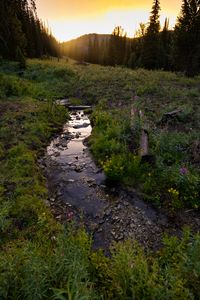 Preview wallpaper stream, grass, field, trees, sunset, nature